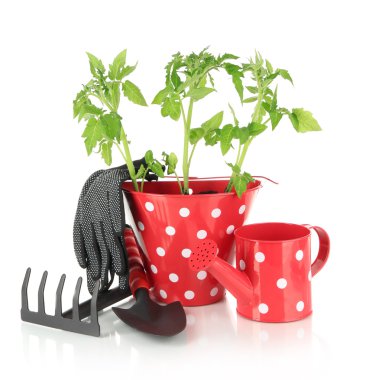 genç bitki üzerinde beyaz izole kova