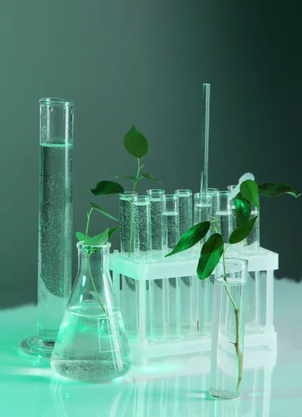 Reagenzgläser mit Pflanze auf graugrünem Hintergrund — Stockfoto