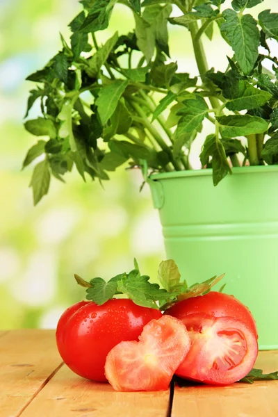 Tomates frescos y planta joven en cubo sobre mesa de madera sobre fondo natural — Foto de Stock