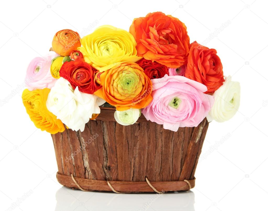 Ranunculus (persian buttercups) in basket, isolated on white