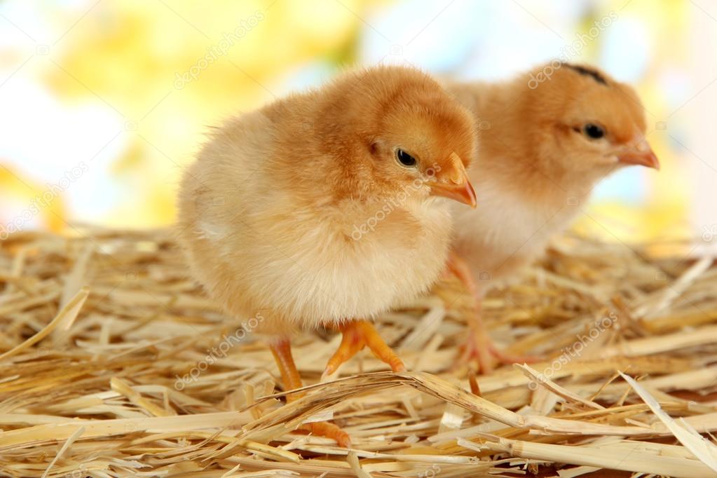 Little chickens on straw on bright background