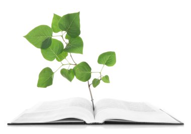 bitki üzerinde beyaz izole kitap