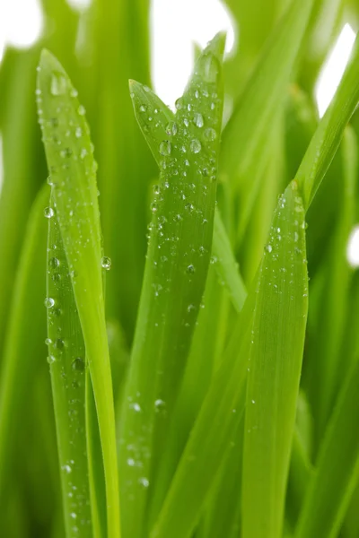 Hermosa hierba verde con gotas de cerca — Foto de Stock