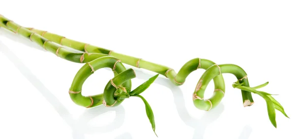 Beautiful bamboo branches isolated on white — Stock Photo, Image