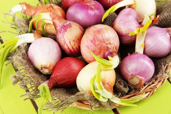 Zwiebelkeimen im Korb in Großaufnahme — Stockfoto