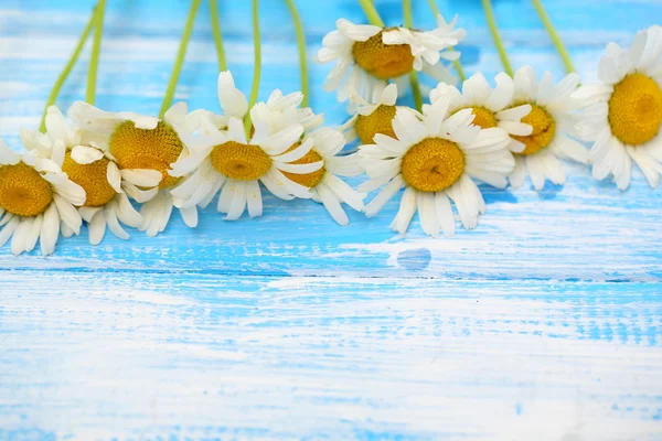 Beautiful wild camomiles, on blue background — Stock Photo, Image