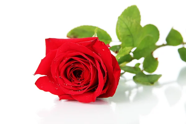 Όμορφο τριαντάφυλλο απομονωμένο σε λευκό — Φωτογραφία Αρχείου