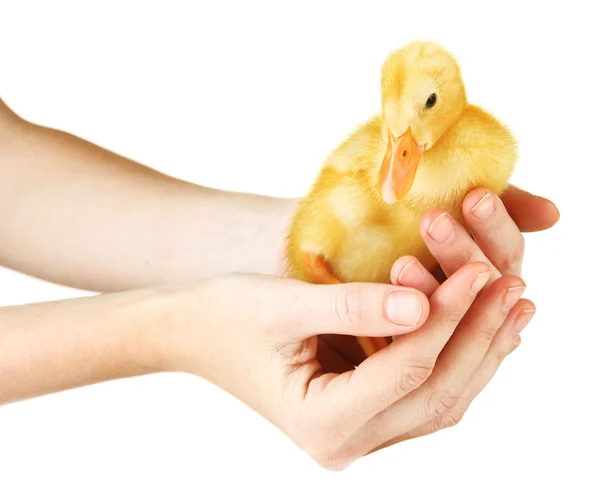 Mano con patito lindo, aislado en blanco — Foto de Stock