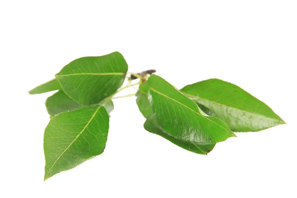 Green leaves isolated on white — Stock Photo, Image