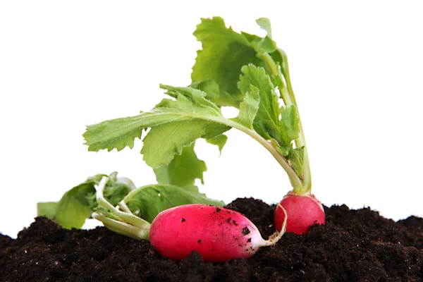 Ravanello da giardino a letto isolato su bianco — Foto Stock