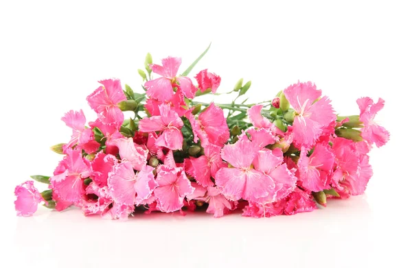 Bouquet of carnations, isolated on white — Stock Photo, Image