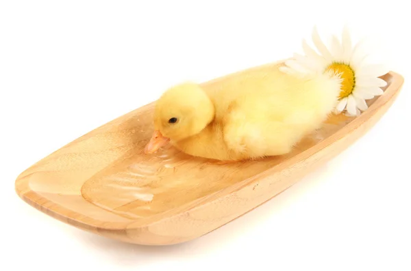 Floating cute duckling isolated on white — Stock Photo, Image