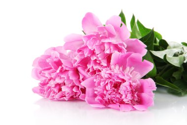 güzel peonies üzerinde beyaz izole