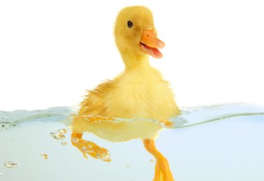 beyaz izole kayan sevimli ördek yavrusu