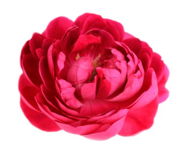 sexy stijlvolle zakenvrouw