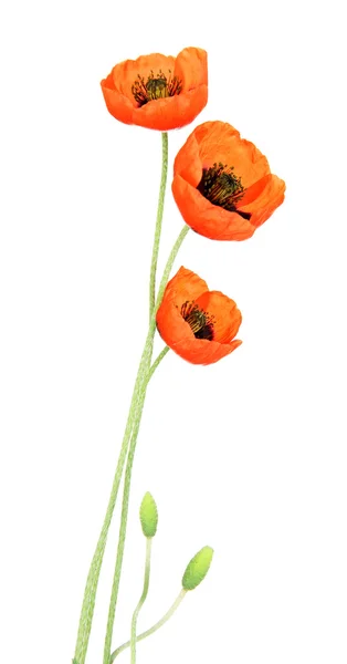 Papaver bloemen geïsoleerd op wit — Stockfoto