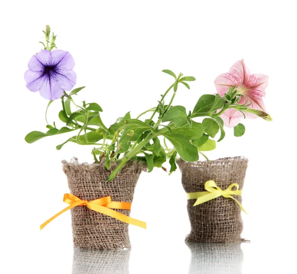 Petunias in pots isolated on white — Stock Photo, Image