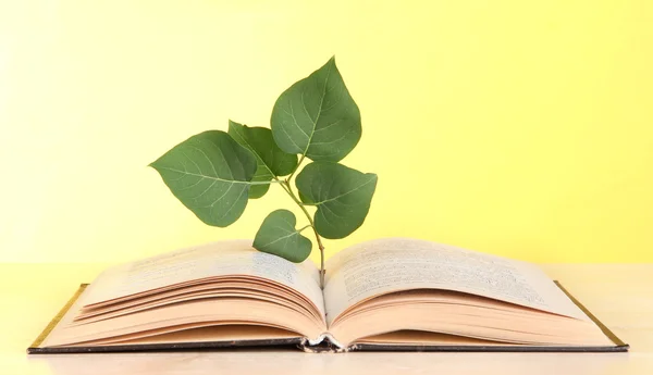 Buch mit Pflanze auf Tisch auf gelbem Hintergrund — Stockfoto