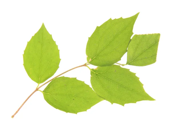 Yeşil yapraklar beyaz üzerinde izole — Stok fotoğraf