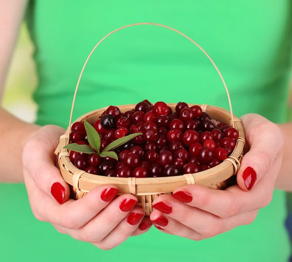 Woman hands holding basket of ripe red cranberries, close u — Stock Photo, Image