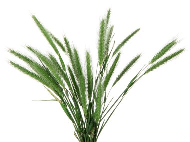 birçok spikelets üzerinde beyaz izole