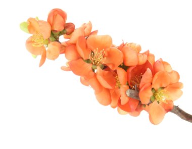 güzel kırmızı çiçeği üzerinde beyaz izole