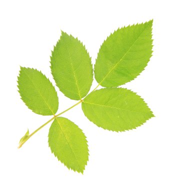 yeşil yapraklar beyaz üzerinde izole