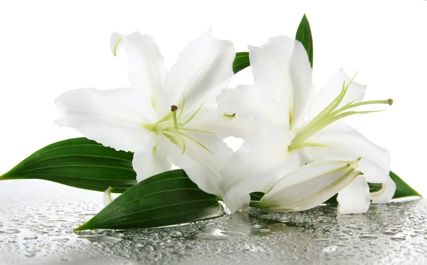 Krásné lilie, izolované na bílém — Stock fotografie