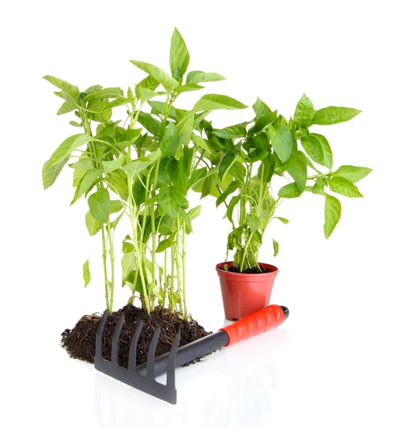 Pepper seedlings with garden tools isolated on white — Stock Photo, Image