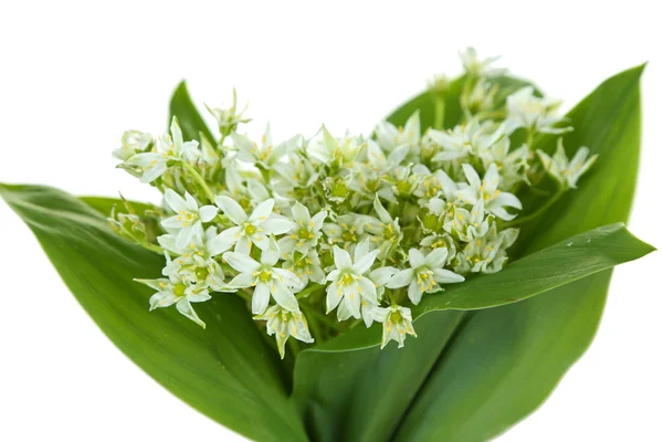 Schöne Gebirgsnarzissen, isoliert auf weiß — Stockfoto