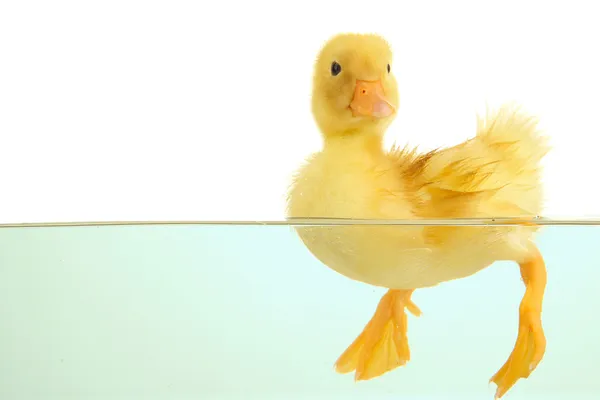 Schwimmendes süßes Entlein isoliert auf weißem Grund — Stockfoto