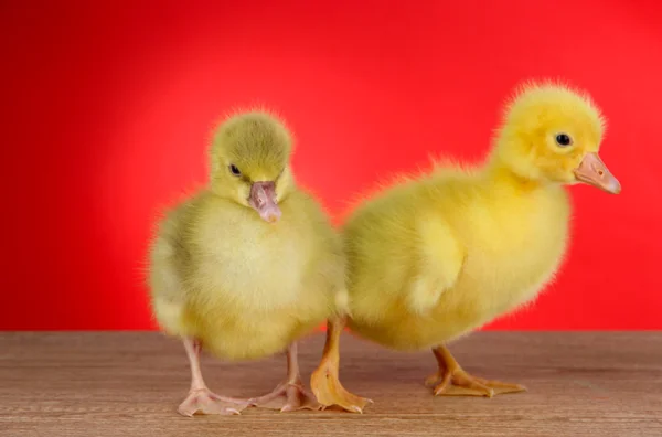 Little ducklings on table on red background — Stock Photo, Image