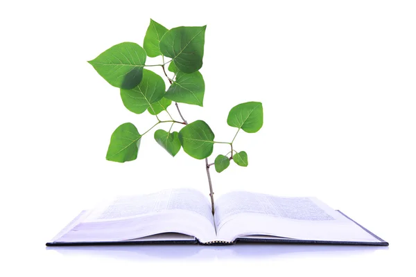 Livro com planta isolada em branco — Fotografia de Stock