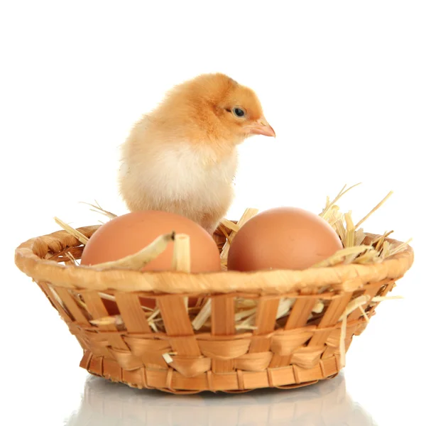 Frango pequeno com ovos em cesta de vime isolado em branco — Fotografia de Stock