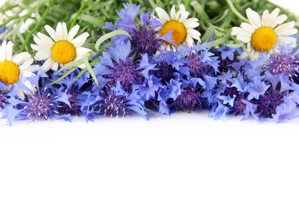 Wunderschöne Kornblumen und Kamillen, isoliert auf weiß — Stockfoto