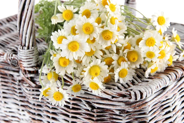 Many chamomile on basket close-up — Stock Photo, Image