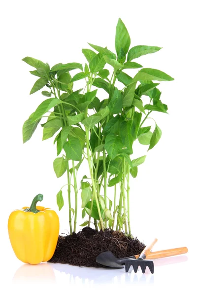 Paprika-Sämlinge mit Gartengeräten isoliert auf weiß — Stockfoto