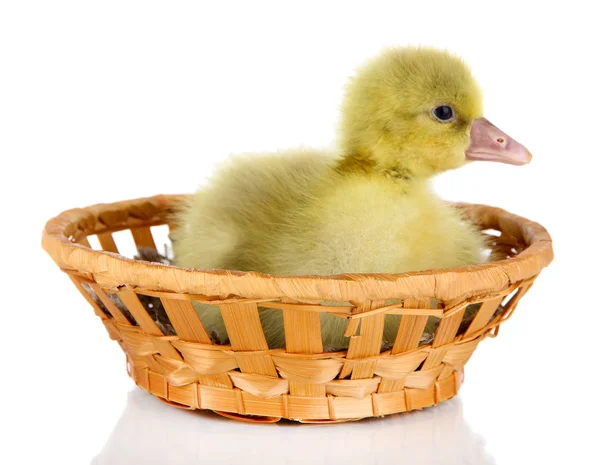 Little duckling in wicker basket isolated on white — Stock Photo, Image