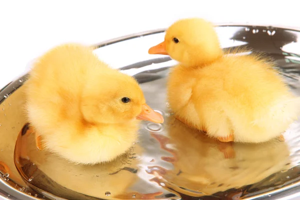 Cute kaczki pływające z bliska — Zdjęcie stockowe