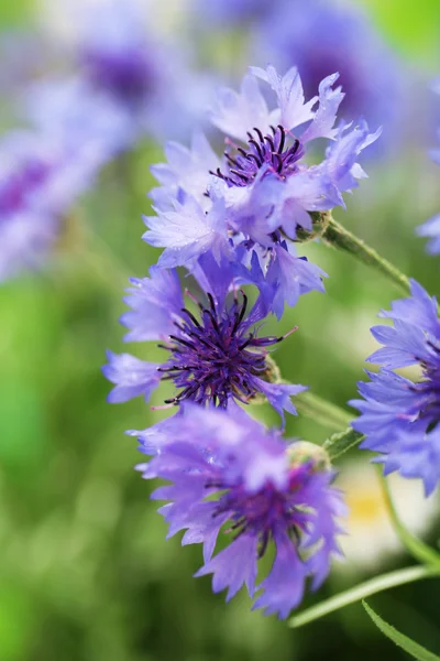 녹색 배경에 아름 다운 cornflowers — 스톡 사진