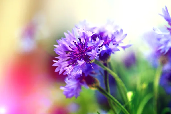 Beautiful cornflowers, outdoors — Stock Photo, Image