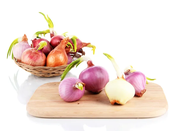 Cebollas germinantes a bordo aisladas en blanco — Foto de Stock