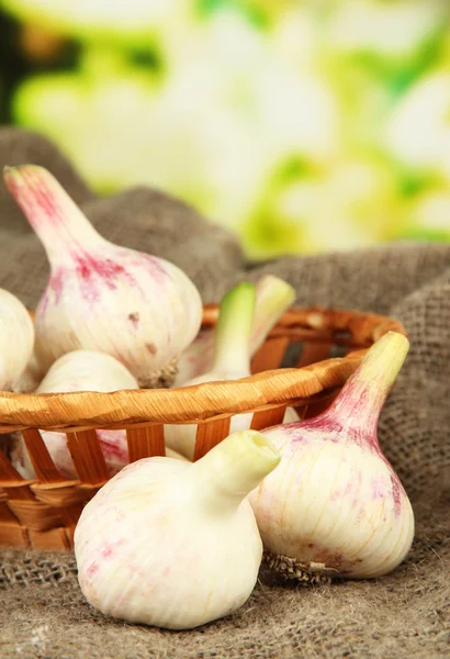 Fresh garlic in wicker basket, on sackcloth, on bright background — Stock Photo, Image