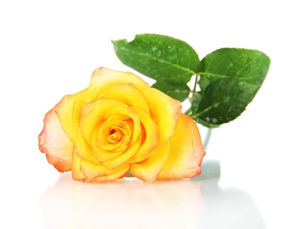 Красивая роза изолирована на белом — стоковое фото