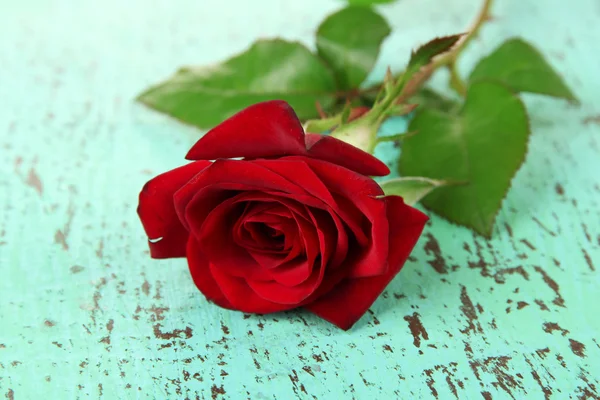 Hermosa rosa, sobre fondo de madera de color — Foto de Stock