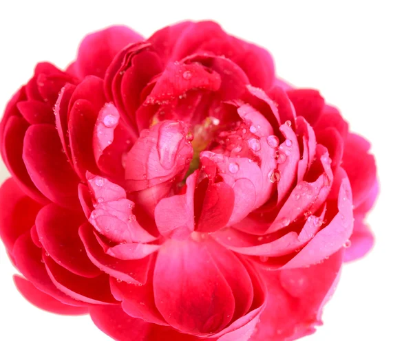 Tea rose isolated on white — Stock Photo, Image