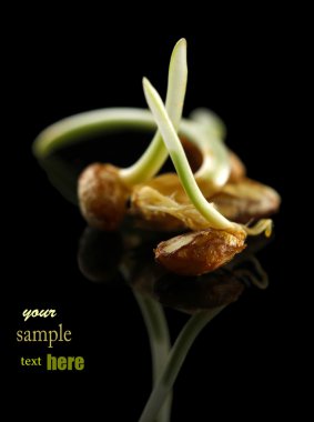 buğday mikroplar, siyah zemin üzerine