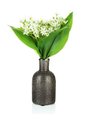 renk aranjman beyaz izole güzel dağ nergis