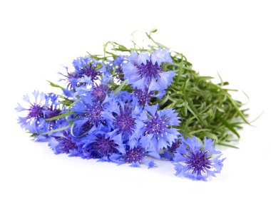 güzel beyaz izole Peygamber, buket