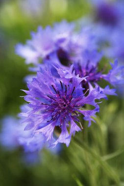 güzel Peygamber, açık havada